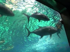 Cul, Plage, Noire, Noir ébène, Masturbation, Pov, Rasée, Nénés