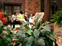 Большая жопа, Большой член, Большие сиськи, Блондинки, Минет, Порнозвезда