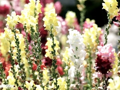 Mamada, Cornudo, Corridas, Hd, Madres para coger, Monstruo, Realidad, Gritar