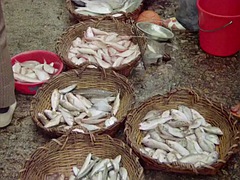 Softcore pornografie, Tiener, Oud