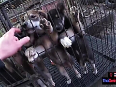 18 años, Verga grande, Mamada, Pareja, Novia, Hd, Pov, Adolescente