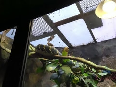 素人, フェラチオ, 茶髪の, 足, 彼女, ヒール, オマンコ, ストッキング