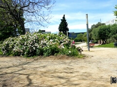 Жопа, Большой член, Минет, Волосатые, Латиноамериканки, На природе, Пирсинг, На публике