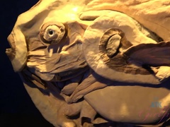 Enthousiasteling, Kont, Bruinharig, Vies, Gapende, Slipje, Gezichtspunt, Kut duiken