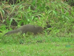素人, 足コキ, 彼女, 手コキする, オイル, 小柄, ハメ撮り, ガリガリ