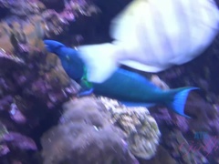 素人, お尻, ビーチ, 茶髪の, 彼女, ハメ撮り, オマンコ, オッパイの