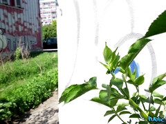 デカチン, フェラチオ, イマラチオ, 顔射, オナニー, ハメ撮り, 公共, オッパイの