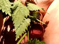 Leie, Hd, Masturbation, Reif, Milf, Nippel, Im freien, Spanner