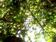 Enthousiasteling, Aziatisch, Lieveling, Harig