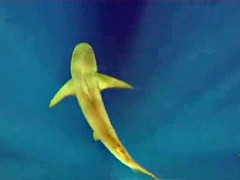 Badass girls swam with shark in the cage