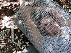 Grosser arsch, Grosse titten, Vollbusig, Spermaladung, Aufs gesicht abspritzen, Hardcore, Milf, Titten