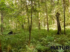 美人, お婆さん, Hd, オマンコ, 赤毛, サウナ, 剃毛, 息子