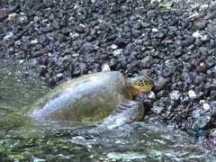 素人, ビーチ, 彼女, ヌード, アウトドア, 小柄, ハメ撮り, オッパイの