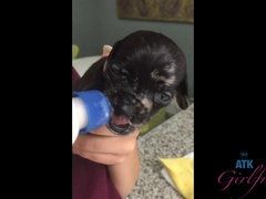 Любители, Большие сиськи, Брюнетки, Подружка, Волосатые, Киски, Сиськи