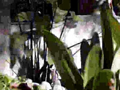 18 ans, Cul, Sucer une bite, Hard, Interracial, Seins naturels, Chatte, Adolescente