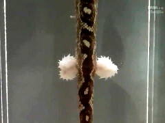 18 años, Asombroso, Culo, Loco, Polla, Coño, Tetas, Mojado