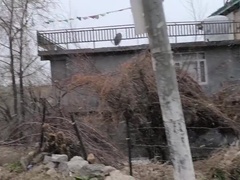 デカパイ, カップル, チン, デブ, Hd, 巨大, 淫乱熟女, オッパイの