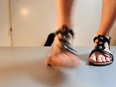 Cock Trampling