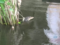 素人, 浴室, フェラチオ, 食べ物, アウトドア, 公共, オマンコ, オッパイの