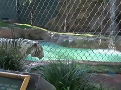 素人, ドレス, ヒール, パンティ, ハメ撮り, 剃毛, 喫煙, オッパイの